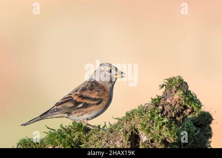 Brambling Weibchen bei Sonnenaufgang, Kunstportrait (Fringilla montifringilla) Stockfoto