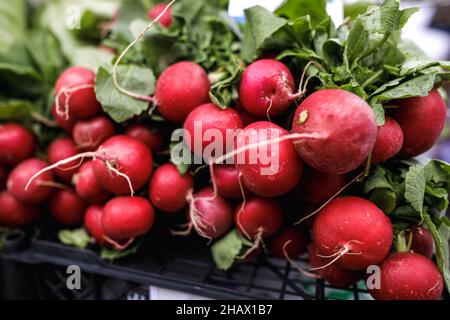 Bild mit geringer Schärfentiefe (selektiver Fokus) mit frischem Bio-Rettich zum Verkauf auf einem Markt im Freien in Bukarest, Rumänien. Stockfoto