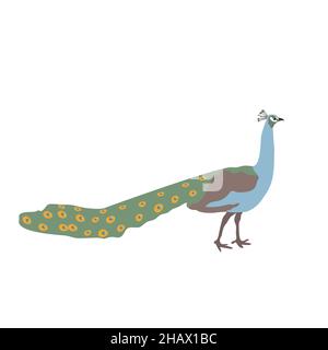 Flache Illustration des Pfaus isoliert auf whte Stock Vektor