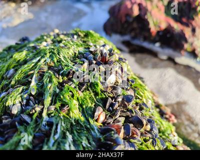 Gruppe von frischen, essbaren Muscheln oder Weichtieren auf Meeresgestein Stockfoto