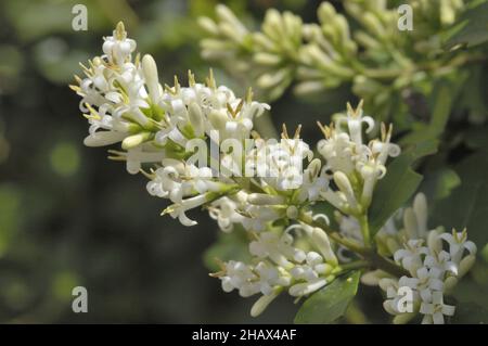European Privet - Wild Privet - Common Privet (Ligustrum vulgare) blüht im Sommer Belgien Stockfoto
