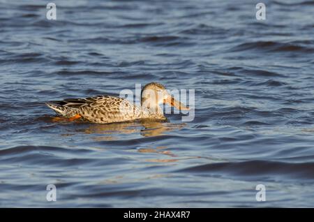 Nördlicher Schoveler, Spatula clypeata, weiblich Stockfoto