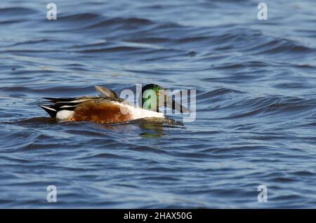 Nördlicher Schoveler, Spatula clypeata, männlich Stockfoto