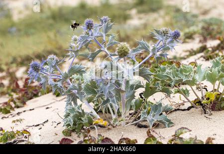 Bienenbesuch in Seetölle, Eryngium maritimum, Kenfig Dunes, Wales, Großbritannien Stockfoto