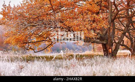 Große Eiche mit orangefarbenen Blättern und riesigen horizontalen Ästen. Gras bedeckt mit weißem Frost im frühen Morgenpanorama. Saisonwechsel vom Herbst auf w Stockfoto