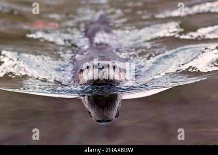 North American River Otter (Lontra canadensis) schwimmt in Richtung Kamerazentrum Stockfoto