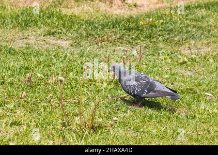 Eine Felstaube geht auf frisch geschnittenem grünen Gras in einem malerischen Park. Stockfoto