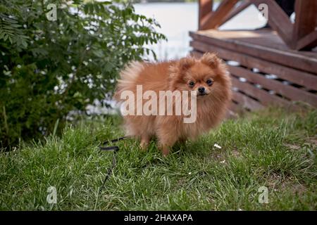 Süßer flauschiger deutscher Spitzhund auf Rasen im Sommer Stockfoto