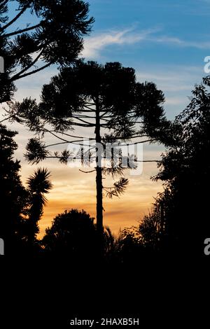 Silhouette einer Araucaria bei Sonnenuntergang (Parana Pine / Araucaria angustifolia / 'Araucária' in Brasilien) Stockfoto