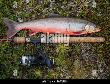 Große Fischtrophäe Arktischer Saibling oder Charr, Salvelinus alpinus liegt auf der grünen Vegetation neben der Fliegenfischerrute. Gefangen im Lappland See Stockfoto