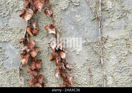 Alte Betonwand mit verwelkter, kletternder Efeu-Pflanze Stockfoto