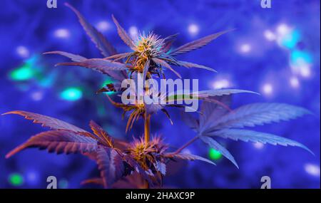 Lila Cannabispflanze des neuen Jahres auf leuchtendem Hintergrund. Winterurlaub Konzept mit Marihuana-Pflanze in glühenden Lichtern Hintergrund. Stockfoto