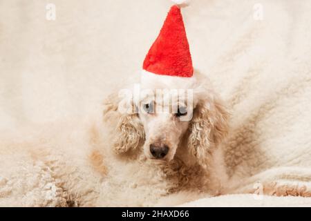 Ein großer Pudelhund in einem Neujahrshut liegt auf der Couch Stockfoto