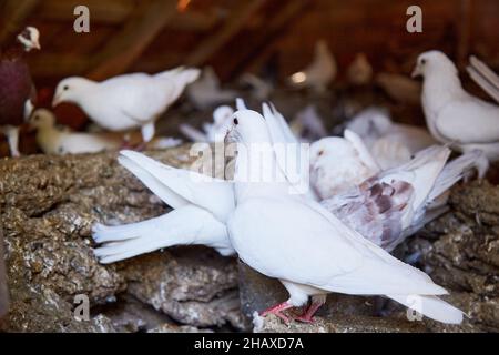 Züchten von reinrassigen Tauben. Warmes Haus für Vögel. Naturcore ländliche Seelsorge Konzept Nahaufnahme. Stockfoto