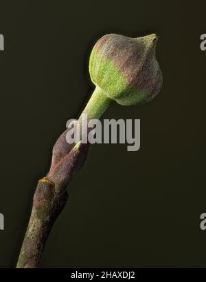 Blütenknospe von blühendem Hundehühnchen (Cornus florida) im frühen Winter. Stockfoto