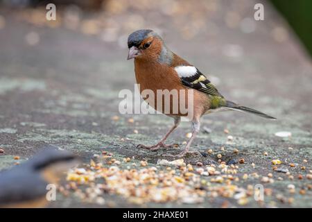 Männliche Chaffinch oder gemeine Chaffinch Fringilla-Koelebs, die im Winter in Großbritannien in einem natürlichen Waldgebiet fressen. Stockfoto