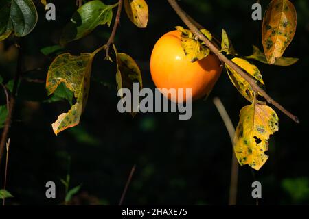 Nahaufnahme einer reifen Kaki-Frucht auf einem Baum mit vergilbten Blättern mit Kopierraum Stockfoto