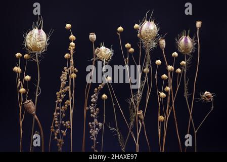 Komposition aus getrockneten Blüten auf schwarzem Hintergrund. Trockene Wildblumen, Flachs, Mohn, Kräuter. Stockfoto