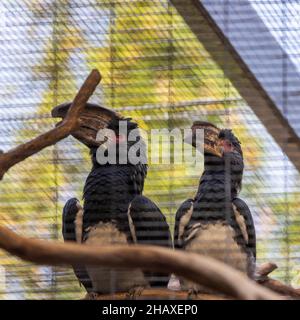 Nahaufnahme von Trompeter-Hornbill (Bycanistes bucinator)-Vögeln, die auf dem Ast im Käfig sitzen Stockfoto