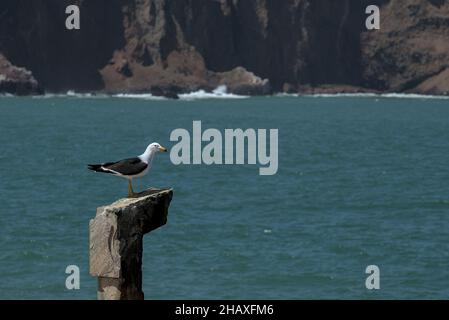 Die peruanische Möwe sitzt auf einer Felspost und sucht nach Nahrung mit Wellen, die hinter dem natürlichen Reservat des Küstenfischerdorfes gegen rote Lehmklippen krachen. Stockfoto