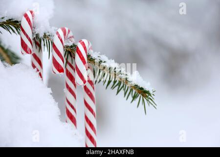 Zuckerstöcke hängen an einem mit Schnee bedeckten Tannenzweig. Weihnachtswinterwald, Hintergrund für Neujahrsfeier Stockfoto