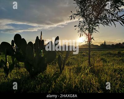 Kaktusfeige und Baum in ländlicher Landschaft bei Sonnenuntergang, Marina di Ginosa, Taranto, Apulien, Italien Stockfoto