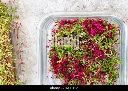 Amaranth-Mikrokräuter. Keimende Micro Greens. Saatgutbildung zu Hause. Veganes und gesundes Esskonzept. Gekeimt Amaranth Samen, Micro Greens. Growi Stockfoto