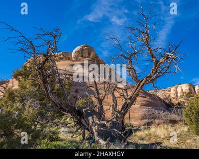 Dead Juniper, D4 Loop Trail, Fruita Front Country, McInnis Canyons National Conservation Area in der Nähe von Fruita, Colorado. Stockfoto