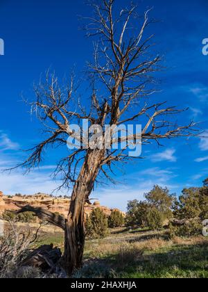 Dead Juniper, D4 Loop Trail, Fruita Front Country, McInnis Canyons National Conservation Area in der Nähe von Fruita, Colorado. Stockfoto