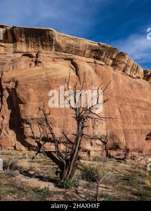 Dead Juniper, D4 Loop Trail, Fruita Front Country, McInnis Canyons National Conservation Area in der Nähe von Fruita, Colorado. Stockfoto