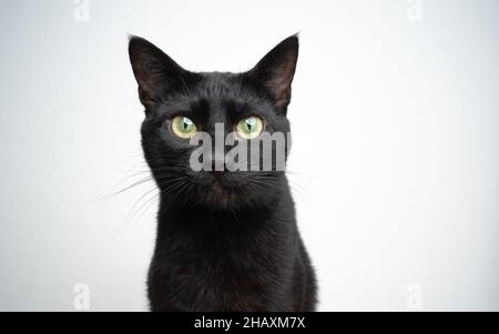 Schwarze Katze, die auf ein Kameraporträt auf weißem Hintergrund mit Kopierfläche schaut Stockfoto