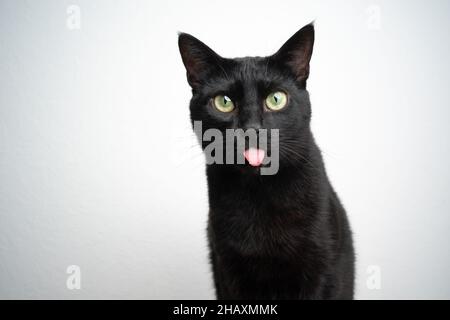 Lustige schwarze Katze ragt aus Zunge Blick auf die Kamera auf weißem Hintergrund Stockfoto