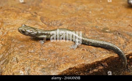 Nahaufnahme eines grünen Subadulten Black Salamander, Aneides flavipunctatus aus Nordkalifornien, der auf einem Stein posiert Stockfoto