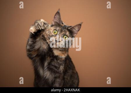 calico Katze spielt razende Pfote mit ausgefahrenen Krallen auf braunem Hintergrund mit Kopierraum Stockfoto