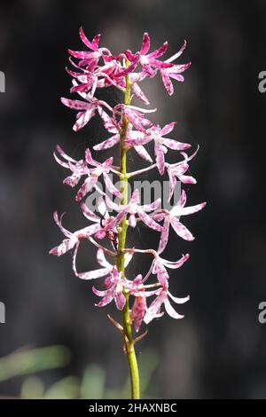 Australische blotchierte Hyazinthe-Orchidee in Blüte Stockfoto