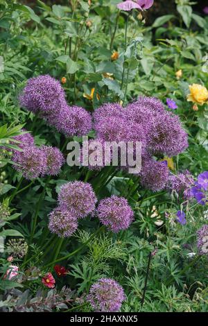 Allium 'Botschafter' in einer gemischten Grenze. Stockfoto