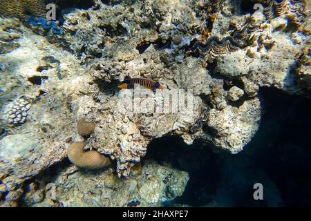 Erstaunliche Unterwasserwelt des Roten Meeres in der Nähe der Korallen schwimmen leuchtende Fische in bunten Farben Stockfoto