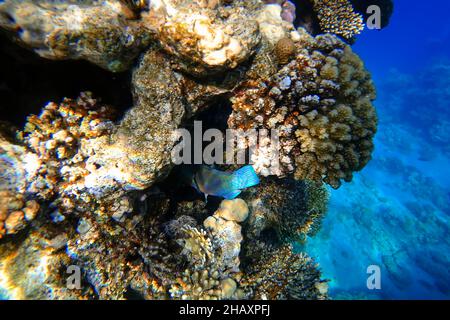Erstaunliche Unterwasserwelt des Roten Meeres tropische Fische schwimmen in Korallen Stockfoto