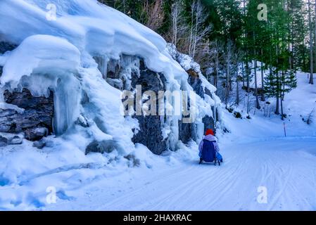 Rückansicht einer Frau, die im Winterschnee einen Hügel hinuntersledelt, Grindelwald, Schweiz Stockfoto