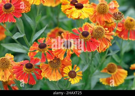 Helenium 'Waltraut'. Sneezeweed Blumen. Stockfoto