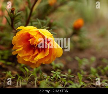 Orange portulaca purslane Blume blüht. Nahaufnahme. Wachsende Blumen. Stockfoto