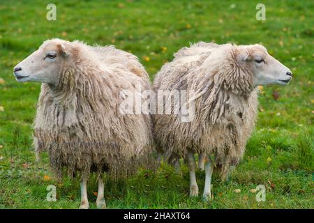 Zwei Merinoschafe stehen nebeneinander und blicken weg von einander, Ostfriesland, Niedersachsen, Deutschland Stockfoto