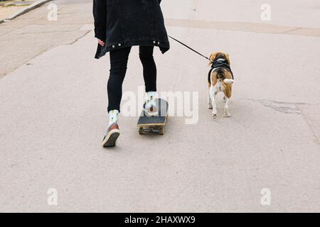 Cropped unkenntlich weibliche Schlittschuh auf Skateboard auf Asphalt Straße und Walking Hund an der Leine im Park Stockfoto