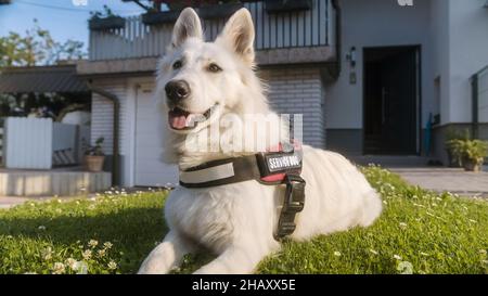 Servicehund, ein schöner Weißer Schweizer Schäferhund, liegt ruhig im Hof. Stockfoto