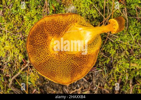 Pilze im Wald Stockfoto