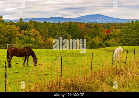 Zwei Pferde auf grüner Weide an einem Herbstnachmittag in Vermont Stockfoto