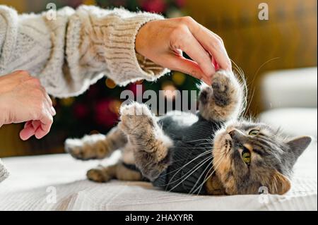 Crop anonyme Person in gestrickten Pullover spielen mit entzückenden tabby inländischen Kätzchen in warmen Anzug auf weißen weichen Decke auf dem Bett liegen Stockfoto