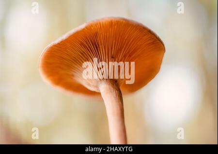 Nahaufnahme eines braunen Lactarius-Pilzes, der im Wald wächst Stockfoto