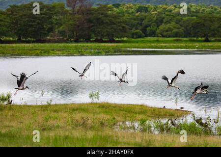 Storchenschar, die am Sommertag in Sri Lanka über den See in der Nähe einer grünen Wiese gegen dichte, verschwommene Wälder fliegen Stockfoto