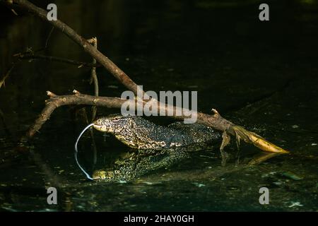 Wilde große Eidechse mit langem Hals und gezackter Zunge, die im See in der Nähe von Baumzweigen in der Natur Sri Lankas steht Stockfoto